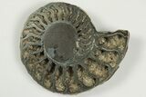 3.3" Cut & Polished, Pyritized Ammonite Fossil - Russia - #198345-2